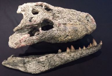 Fosil del Lohuecosuchus